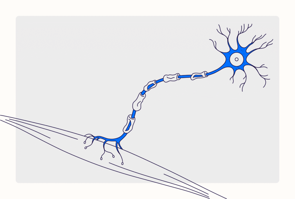 Amyotrophic Lateral Sclerosis (ALS): Symptoms & Treatment