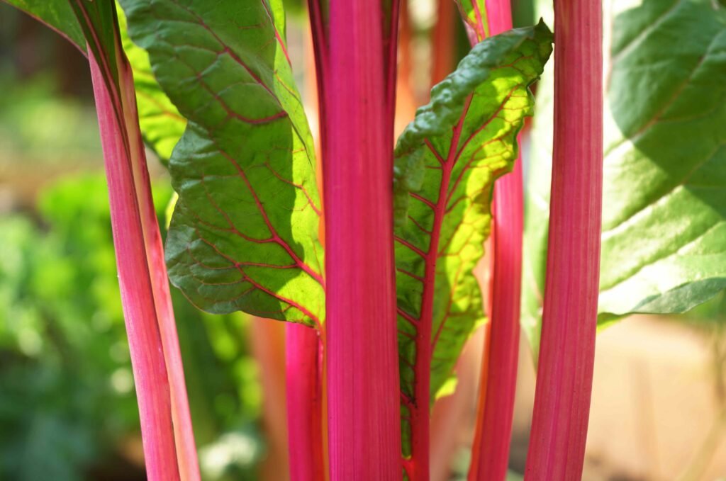 This Overlooked Leafy Green Is In Season Right Now—and Packed With Nutrients