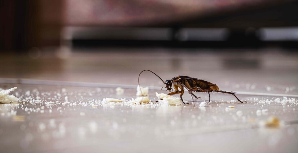 Why Cockroaches Are Dangerous to Your Health