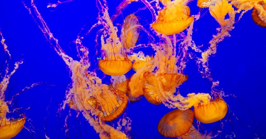 Why You Should Never Pee On Someone With A Jellyfish Sting
