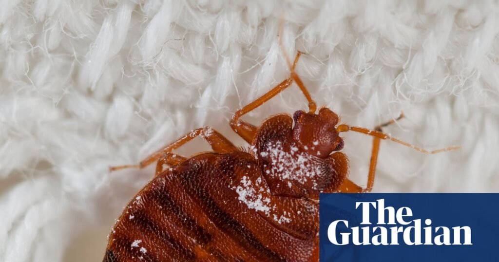 Booking.com ignored me after my bedbug nightmare | Money