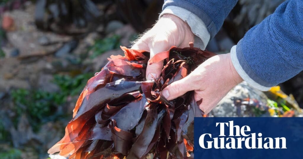 The benefits of eating a wild variety of plants | Foraging
