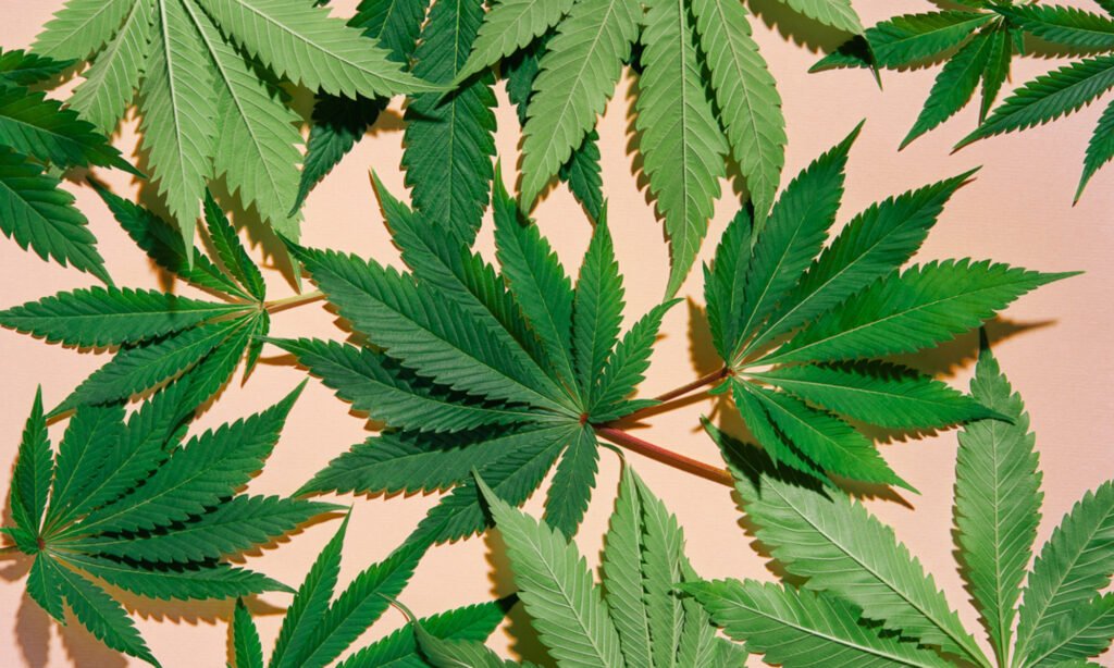 The Largest Study On Cannabis & Brain Function: What We Now Know