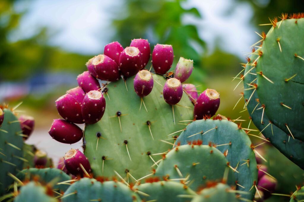 What Happens to Your Body When You Add Prickly Pear to Your Diet