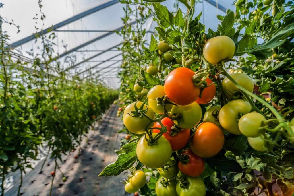 Why the Future of Growing Tomatoes Might Be Indoors