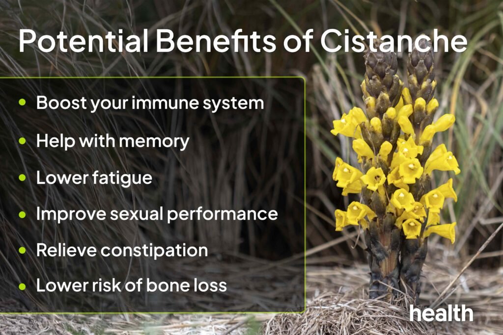 6 Effects That Taking Cistanche Can Have on Your Body 6 Effects That Taking Cistanche Can Have on Your Body