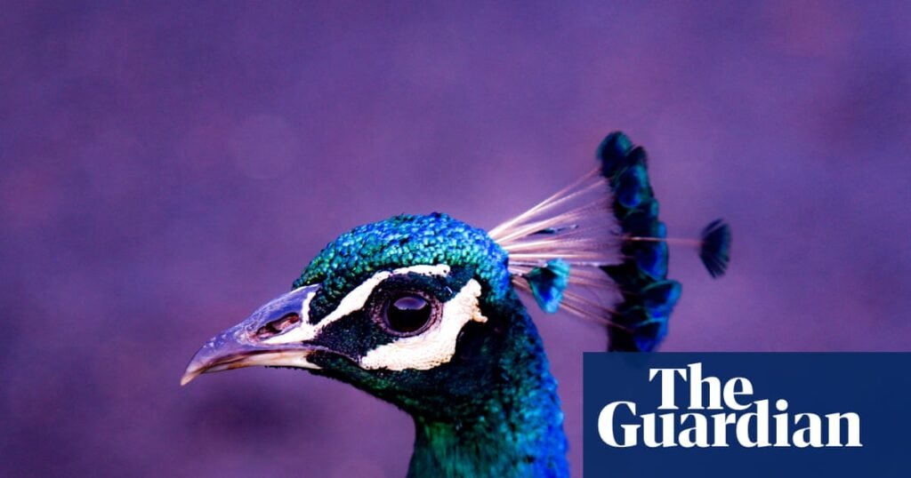 The peacock parent problem: how to survive being raised by a narcissist | Parents and parenting