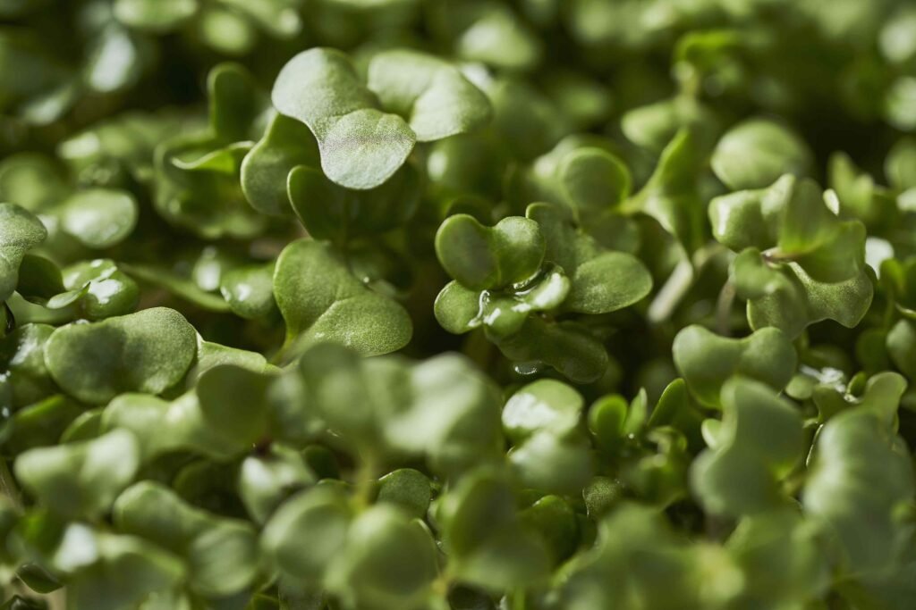 What Happens to Your Body When You Add Sulforaphane to Your Diet