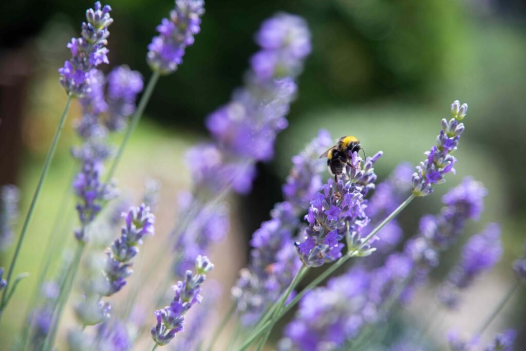 What Happens to Your Sleep When You Use Lavender Oil