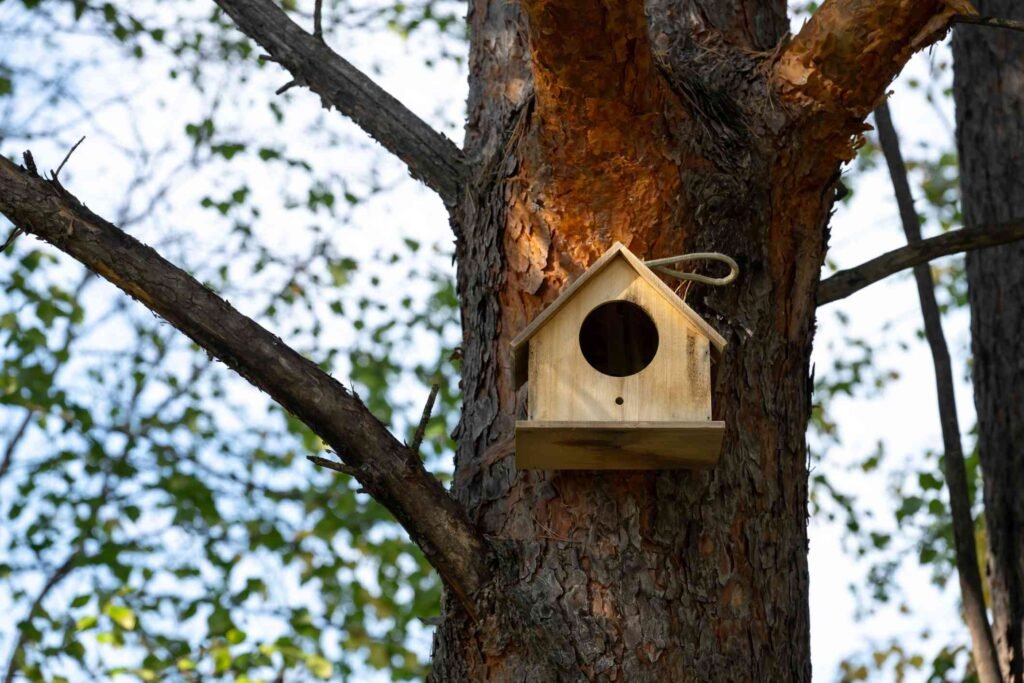 Ornithophobia (Fear of Birds): Symptoms, Causes, Treatment