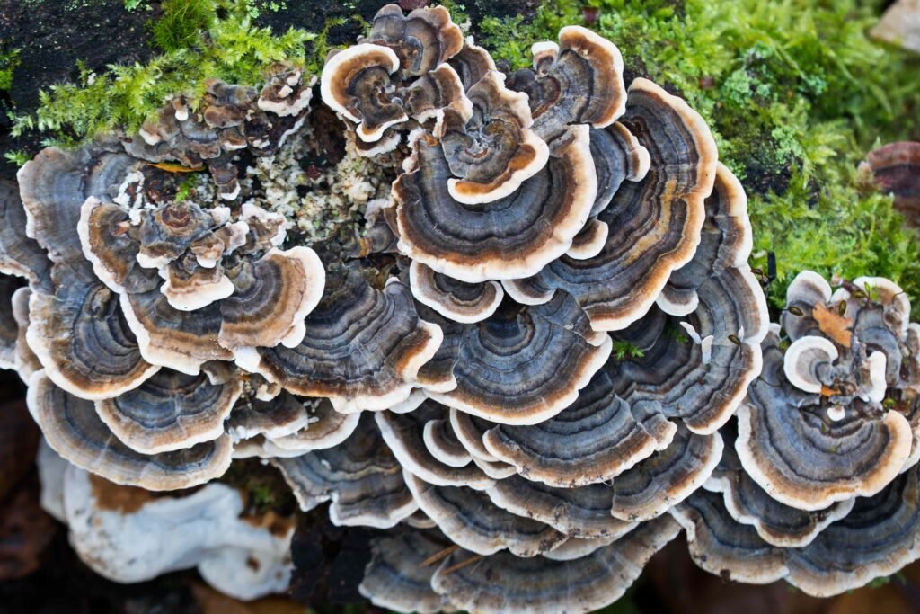 What Happens to Your Body When You Eat Turkey Tail Mushroom Regularly