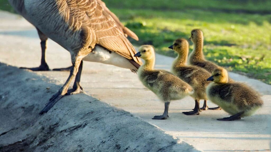 What Is the Instinct Theory of Motivation?