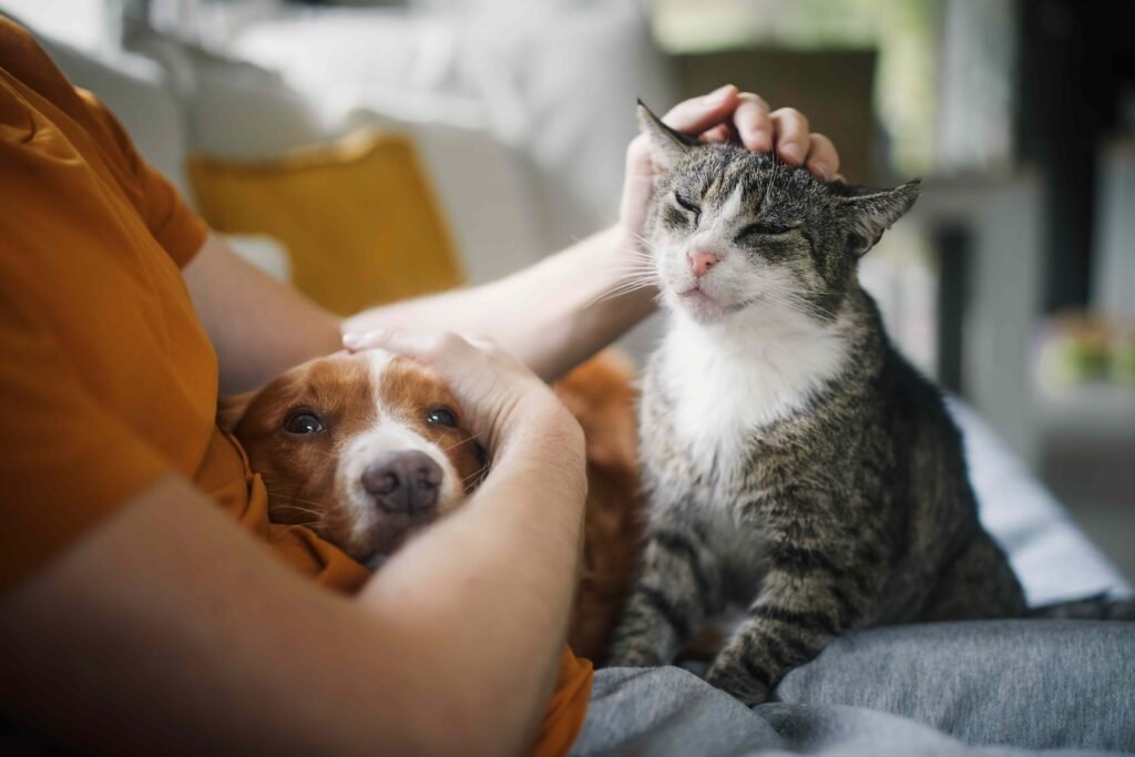 What Being a Cat Person or Dog Person Can Say About Personality