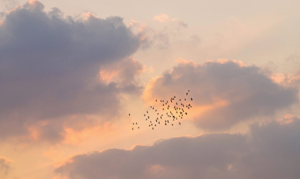 Why Birdwatching May Be One Of The Best Hobbies For Your Brain
