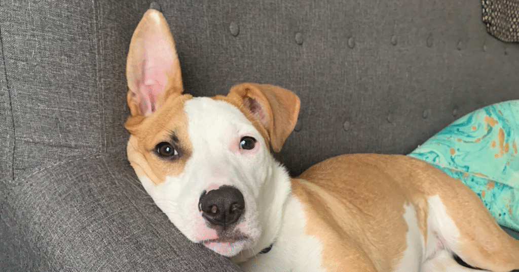 Why Your Dog May Not Like Getting Petted, Hugged Or Kissed