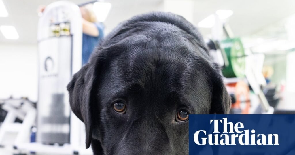 Canine carer: how guide dog school dropout Marcus came to comfort cancer patients for a living | Australian lifestyle
