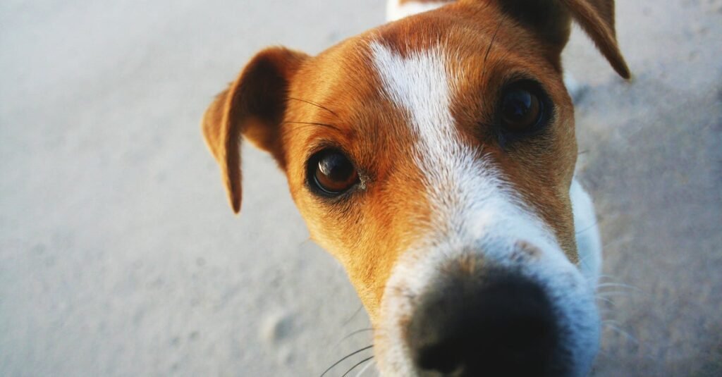 Here’s Why Dogs Sniff Your Crotch When You’re On Your Period Here's Why Dogs Sniff Your Crotch When You're On Your Period