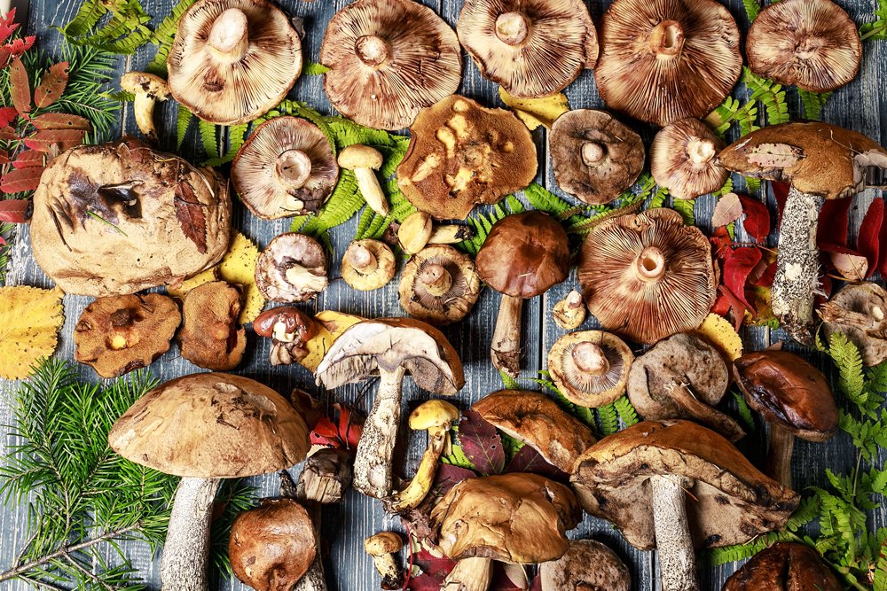 New Clinical Study Highlights Immune Response of Mushroom Mycelium Blend New Clinical Study Highlights Immune Response of Mushroom Mycelium Blend