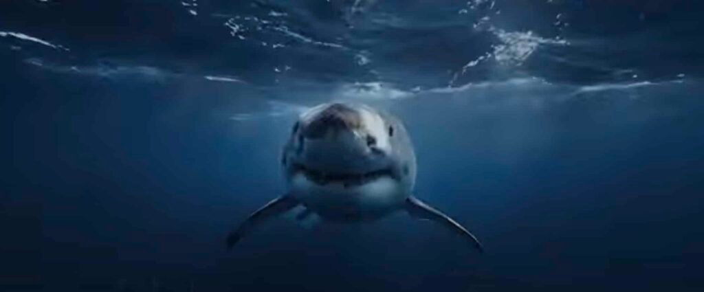 "Chum" and Other Terrible Shark Movies to Watch This Summer