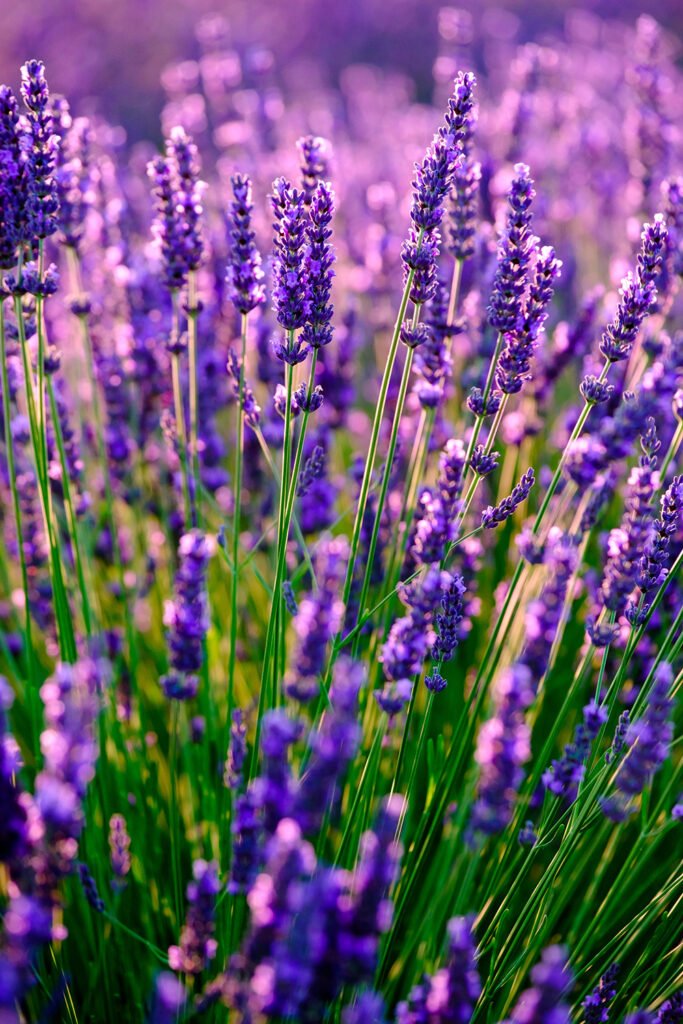NOW Tests Lavender Essential Oils Sold on Amazon, Majority Failed NOW Tests Lavender Essential Oils Sold on Amazon, Majority Failed